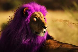 创意紫色鬃毛的狮子壁纸