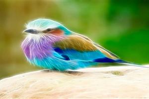 五彩斑斓的可爱小鸟动物壁纸