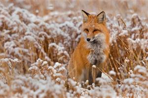 冬季下生活的狐狸壁纸