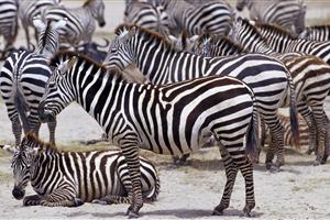 非洲野生动物热带斑马群居动物壁纸