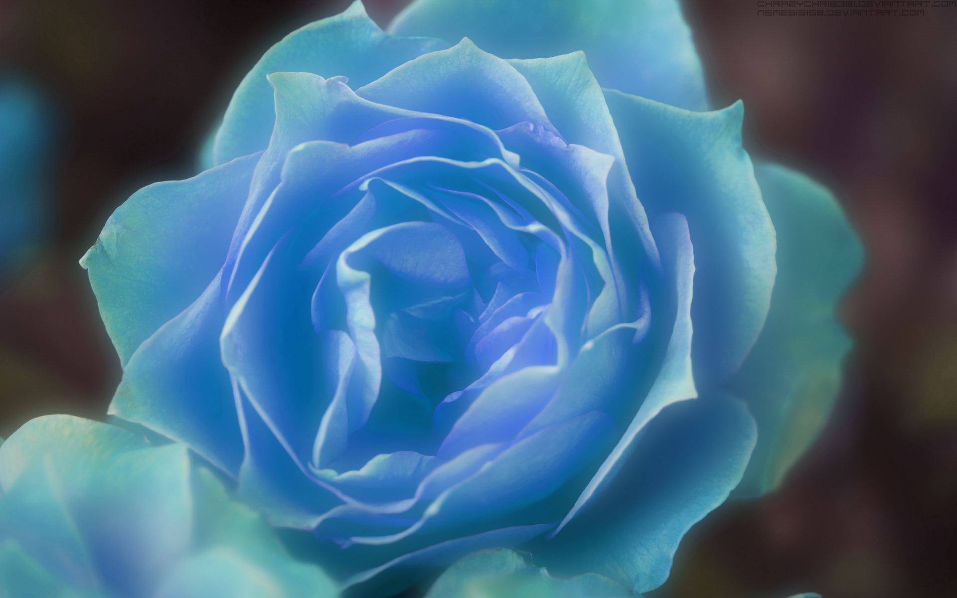 色泽迷人的蓝色妖姬桌面壁纸_植物图片_素材吧