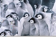 冰川上可爱企鹅动物主题