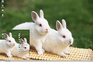 可爱的白色小兔xp动物主题