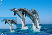 鱼跃而起的海豚xp动物主题
