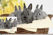 竹篮里的小兔子动物主题