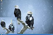 风雪中的美洲雕xp动物主题