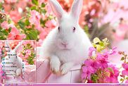 花丛中的可爱白兔xp主题